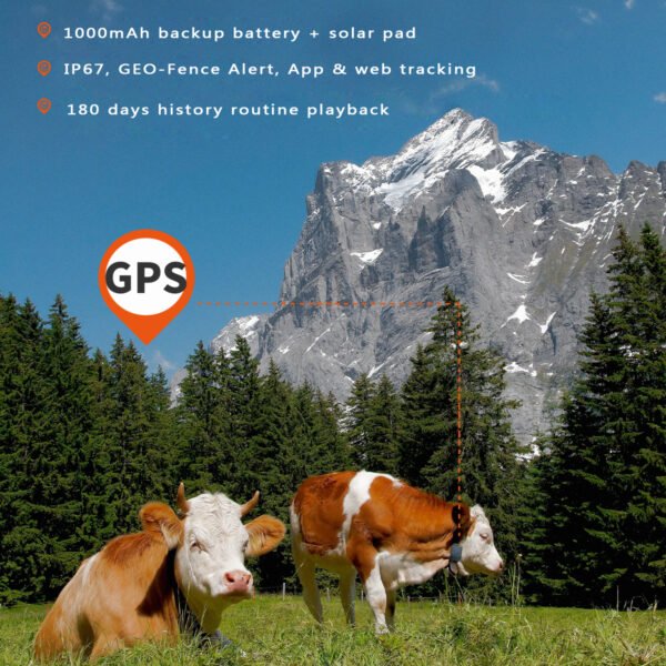cow GPS Tracker device attached to cows' neck and they are grazing on the pasture.